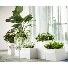 專注室內(nèi)綠植服務(wù)8年，綠植租賃，免費(fèi)養(yǎng)護(hù)，一站式商務(wù)空間